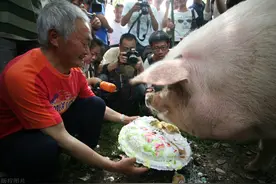 汶川地震幸存的“猪坚强”走了，“猪坚强”代表了什么？图片