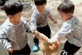 三胞胎兄弟回农村，一起“合谋”杀鸡不松手，气坏爷爷笑翻了妈妈图片