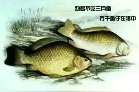 临沂有人电鱼，抓！图片