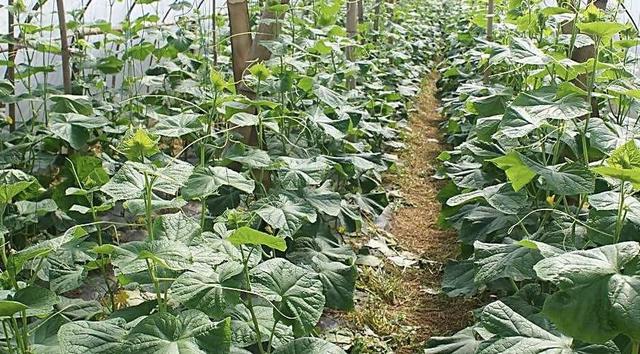 澶ф榛勭摐绉у枬鎺虹櫧绯栫殑鐗涘ザ锛屼憨浜ф敹鐩婅揪鍗佸嚑涓囷紝杩欓」鎶€鏈€煎緱鎺ㄥ箍