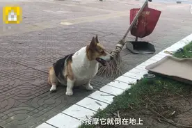 柯基每天帮环卫工人捡垃圾，不让它捡还闹情绪，网友："拖拉基"图片