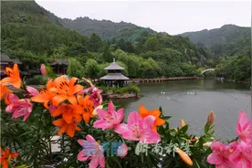 ​泉视界丨细雨蒙蒙韵味浓 百合盛开满谷香图片