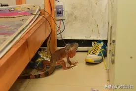 怪物”突然现身居民家中，趴在床上吓得屋主尖叫报警图片