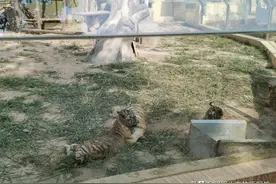 游河北保定爱保动物园，个人感觉来这溜娃挺合适啊图片