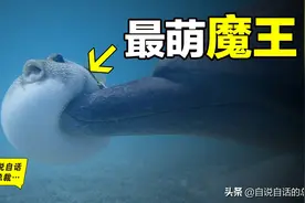 河豚：1亿年水中不败，为什么明知是剧毒，人类还要拼死吃河豚图片