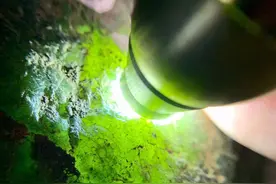 会卡，多处飘花，绿晴底图片
