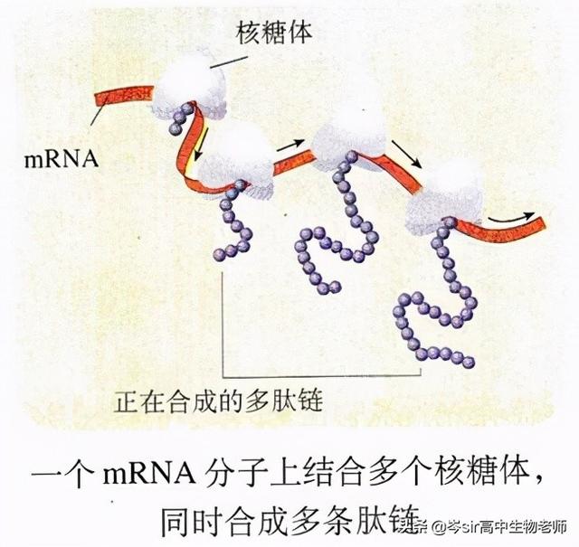 基因指导蛋白质的合成 高中生物重点知识梳理