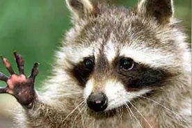 地球上最聪明的7种动物，浣熊会开锁，小猪学会反射原理图片