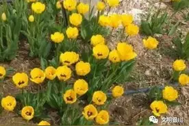 文明旅游丨郁金香开，赏花正当时 游园请莫忘文明图片