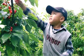 又是一年樱桃红 临渭赤水樱桃采摘节开幕 等您来品尝图片