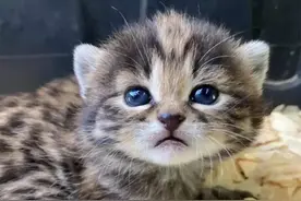 铲屎官发现一窝狸花猫，却无法救助，原来是遇到了致命杀手黑足猫图片