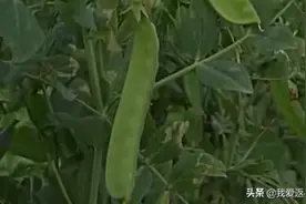 荷兰豆平常都会吃，它长在地里的样子你见过吗？一起去菜地里看看视频封面