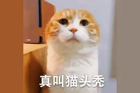 赏10000寻猫！猫找到了，故事却反转了！图片