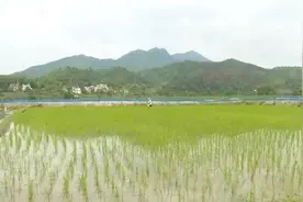 坪市小龙虾供不应求！为什么这么火？图片