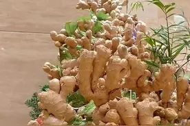 简单4步，在阳台种生姜，打下一片“姜山”，整年不用买图片