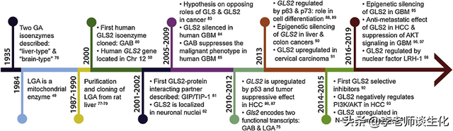 氨基酸的转氨、联合脱氨与脱酰胺作用