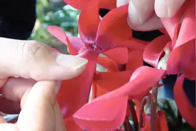 教你一个简单给仙客来授粉的方法，值得收藏！视频封面