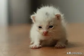 一只白猫的成长记录图片