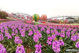 天府沸腾小镇漫花庄园景区恢复开放 每日限流2000人图片