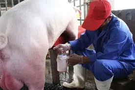 干货教学-如何提高配种分娩率，提升母猪产能图片