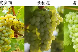 霞多丽、长相思和雷司令 3 大主流白葡萄品种谁更胜一筹？图片