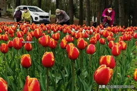 贵州龙里龙架山郁金香盛开图片