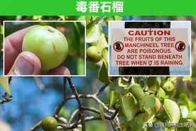 虽然看起来是无害的，但实际却是非常危险的8种植物图片