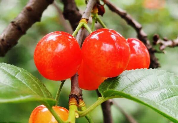 氨基酸在果树生长中的重要作用，种植樱桃如何正确使用氨基酸