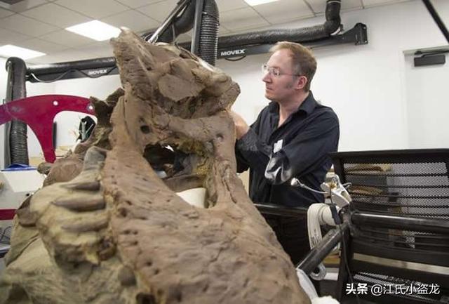 霸王龙一生分为21个阶段，其中两个阶段最为关键