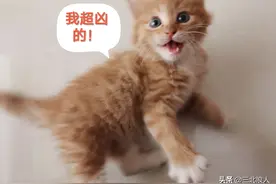 行走的表情包，登登猫系列3，拿走不谢图片