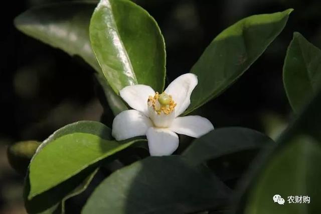 鑺辨湡琛ョ〖锛岃繕鏄ˉ閽欓晛纭硷紵杩樻槸鍏ㄩ兘琛ワ紵瀹為獙鏁版嵁鍛婅瘔浣犺琛ヤ粈涔? onerror=