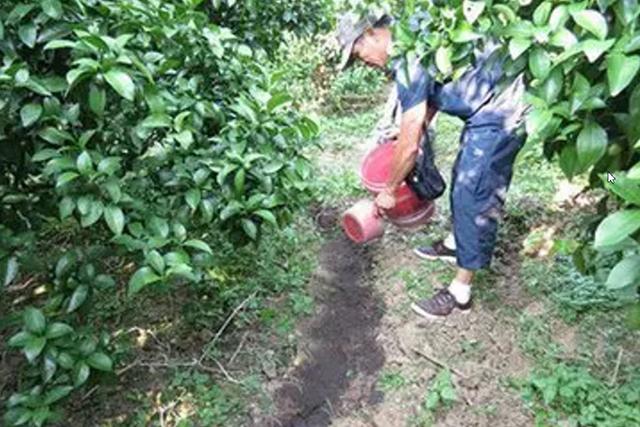 鍏ㄨ惀鍏绘皑鍩洪吀鍙堕潰鑲ワ紝鑷繁鍦ㄥ灏辫兘閰嶏紝涓€瀛ｇ敤3娆＄敤鍚庝骇閲忕炕鍊? onerror=