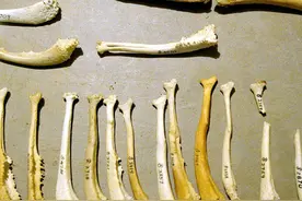 阴茎骨是灵长类的标配，为什么人类失去了它？是进化中的意外吗？图片