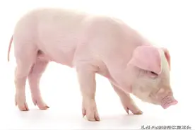 猪的四肢疾病分类及治疗措施图片