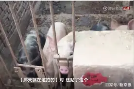 探访《啥是佩奇》拍摄地，村民不认识佩奇：配种的配？传奇的奇？图片