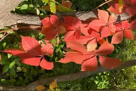 大道无为18：“善”为德，“善于”属于才能。水之善，在于利他图片