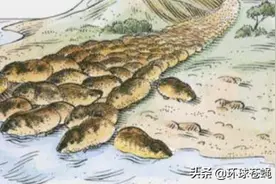 超级能生，每年花样自杀？地球上，繁殖力最强的哺乳动物是谁？图片