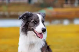 狗狗丢失一年后在大街上与主人再次相遇，它得多么幸运图片