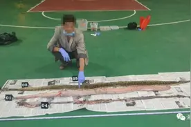 男子捕杀蟒蛇食用 获刑一年六个月图片