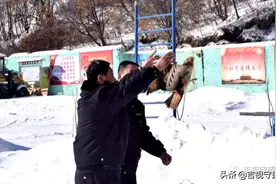 普通鵟“特别跩”！与山猫争食被撞晕，直接“留宿”派出所图片