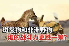 草原上的两大家族，鬣狗和野狗，谁的战斗力更加强悍呢？图片