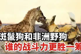 草原上的两大家族，鬣狗和野狗，谁的战斗力更加强悍呢？图片