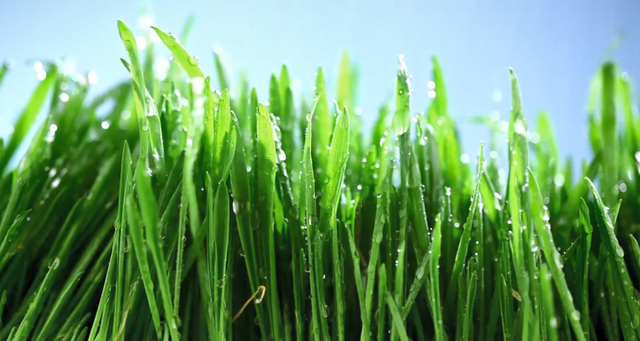 养猪如何降本增效？选择优质的饲料添加剂是关键