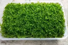 花盆里种点护盆草，植株长的又大又漂亮图片