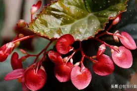 偷得梨蕊三分白，借得梅花一缕魂，它洁静娇羞，柔美可人让人心动图片
