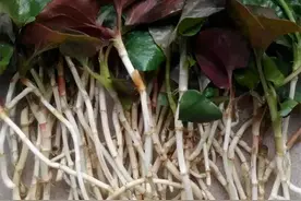 贵州著名蕺菜，贵州人赞不绝口，外地人说很臭，曾在疫情期间大火图片