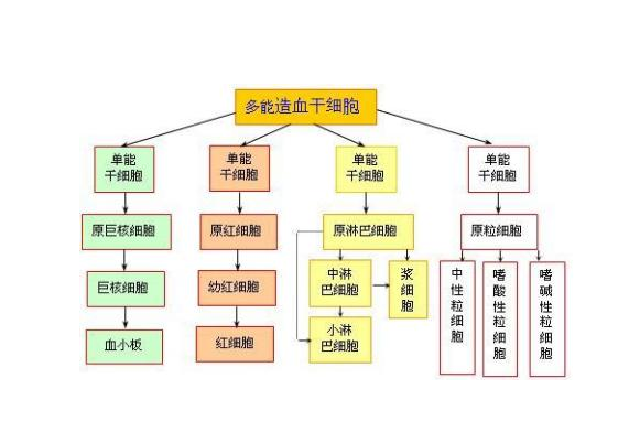 白血病能彻底治愈吗?（白血病患者能完全治好吗医生说有可能）