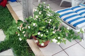 买来的茉莉花怎么养才能避免掉蕾，如何让它养成多年开花的盆栽？图片