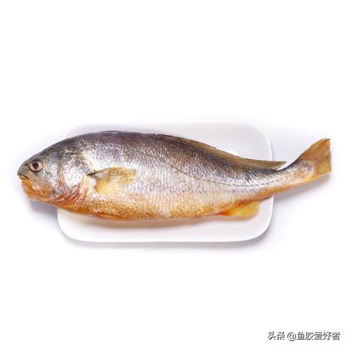 一斤鱼胶有多少片 2026年一斤鱼胶有多少片海参