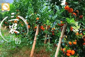 砂糖桔全攻略！大小果咋办？怎么一眼“看”出最甜的果？图片